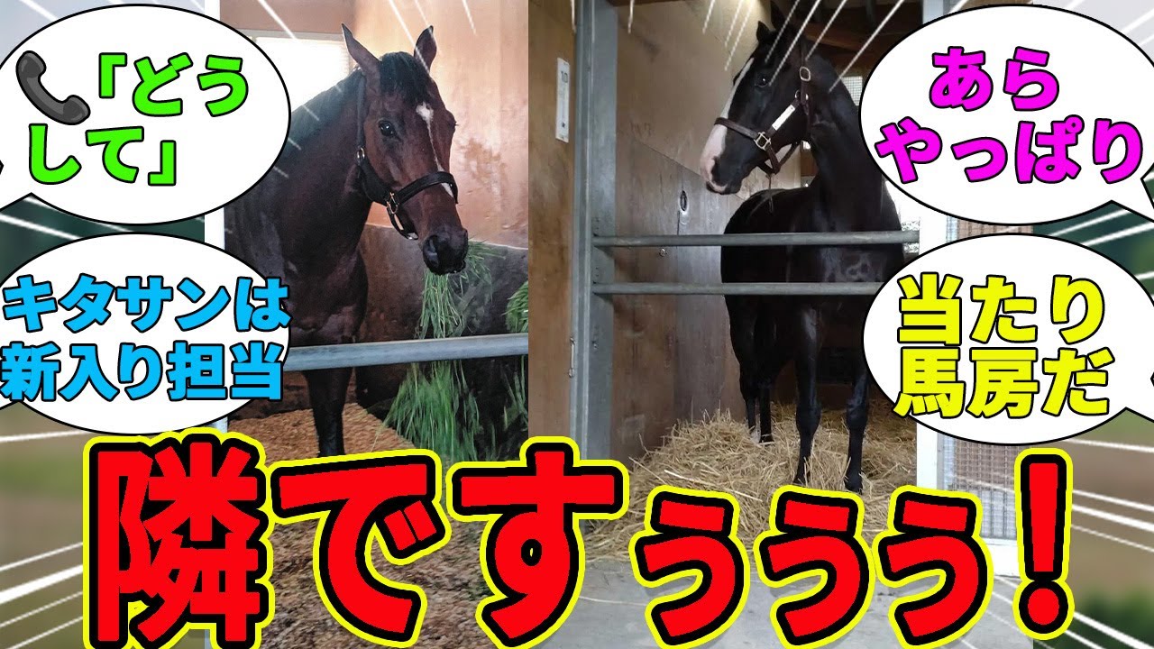【朗報？】おどうの馬房はライバル・イクイノックスの隣になる！に対するみんなの反応集【競馬の反応集】