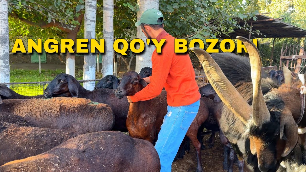 ANGREN MOL BOZOR QO’Y ECHKI NARXLARI