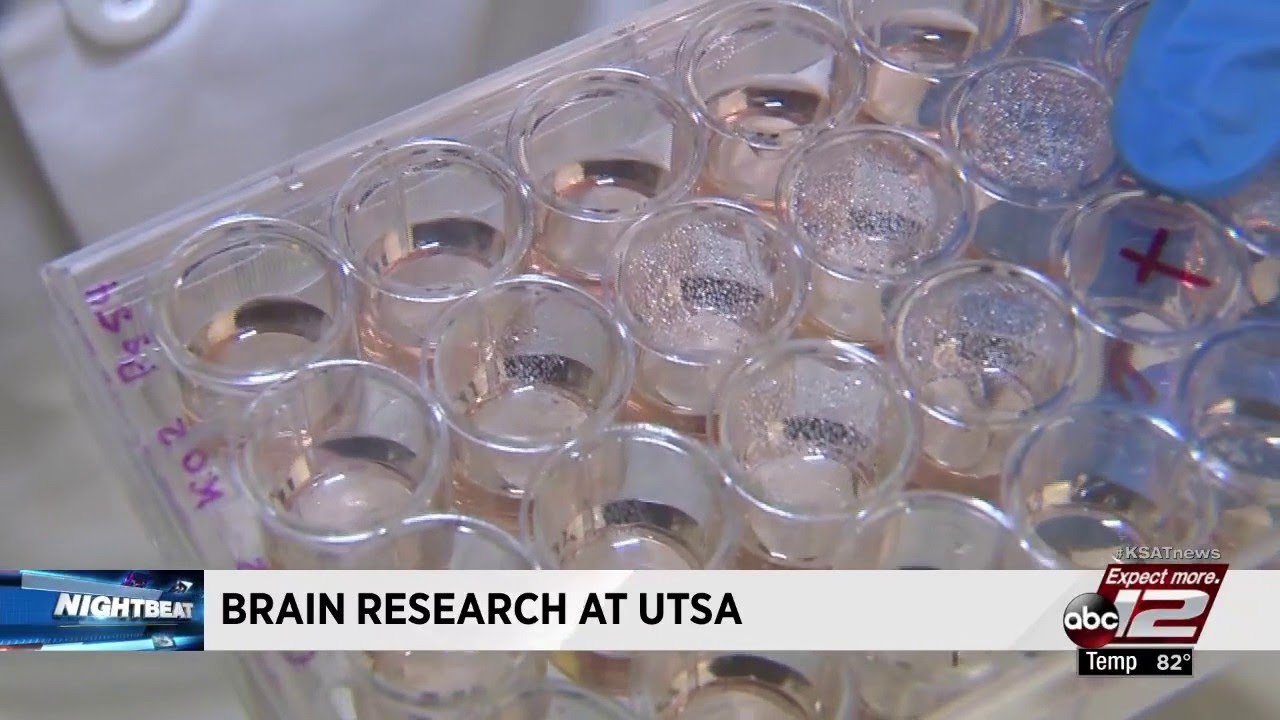 Video: UTSA scientists using 'mini brains' to research complex, incurable brain disorders