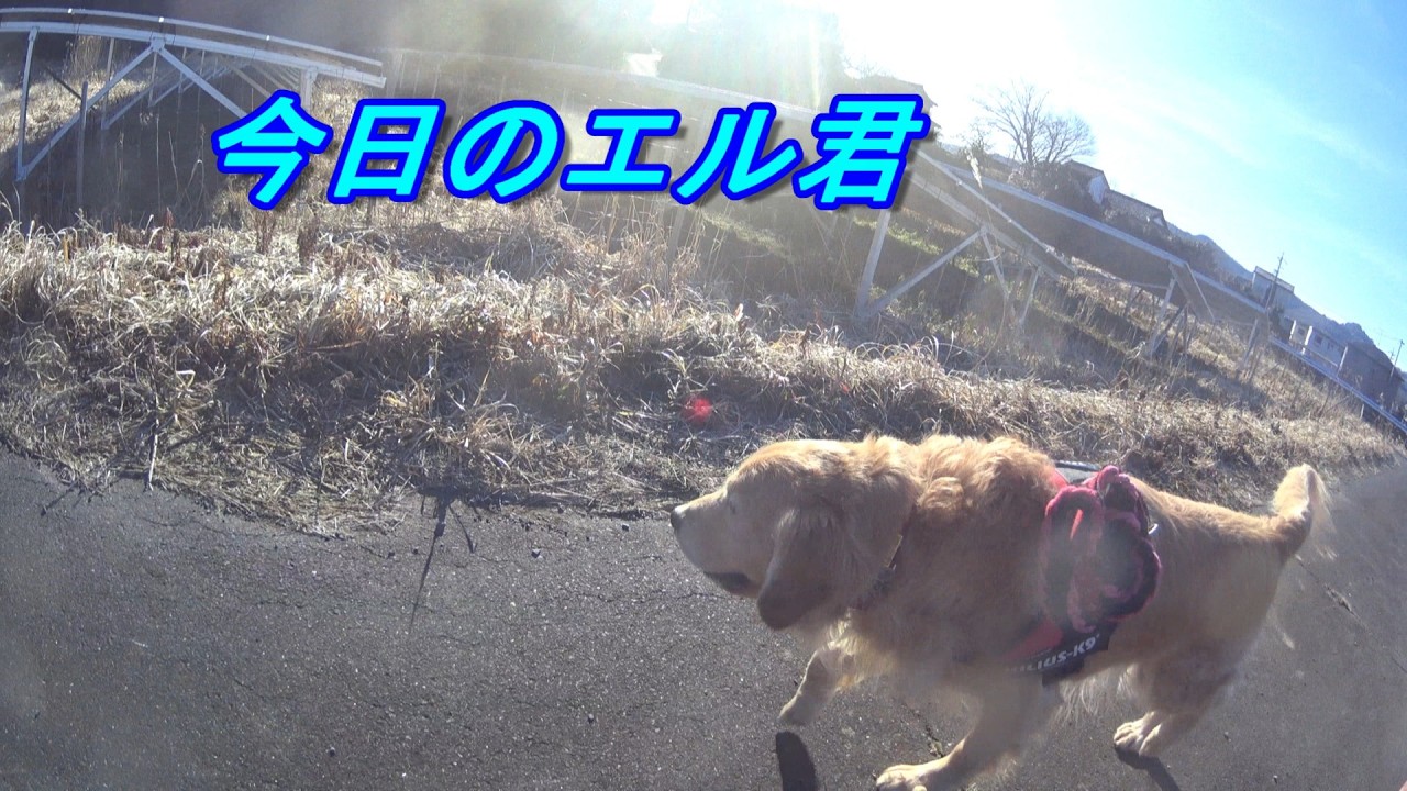 【新】　白柴犬、ゴールデンリトリバーお散歩動画