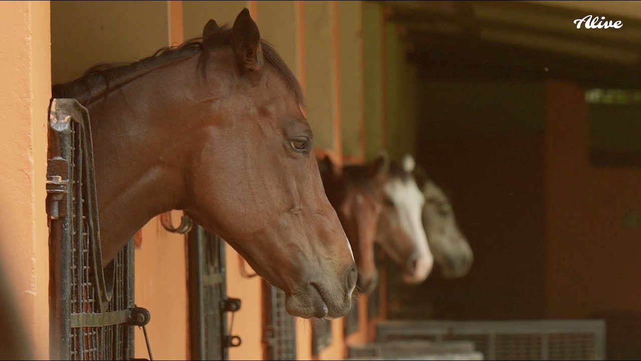 Alive Experience | Fall in love with Horses and ponies | 4K