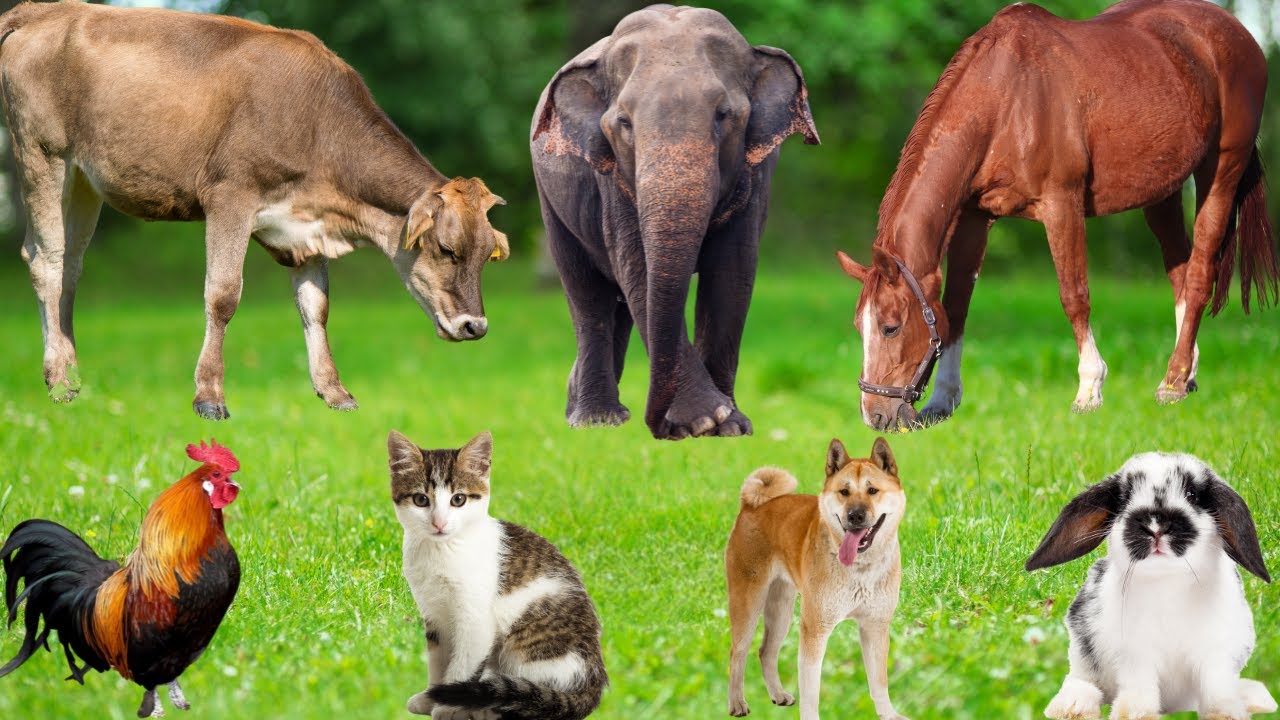 Еда для сельскохозяйственных животных: курица, корова, кошка, свинья, буйвол, кролик, коза, собак...