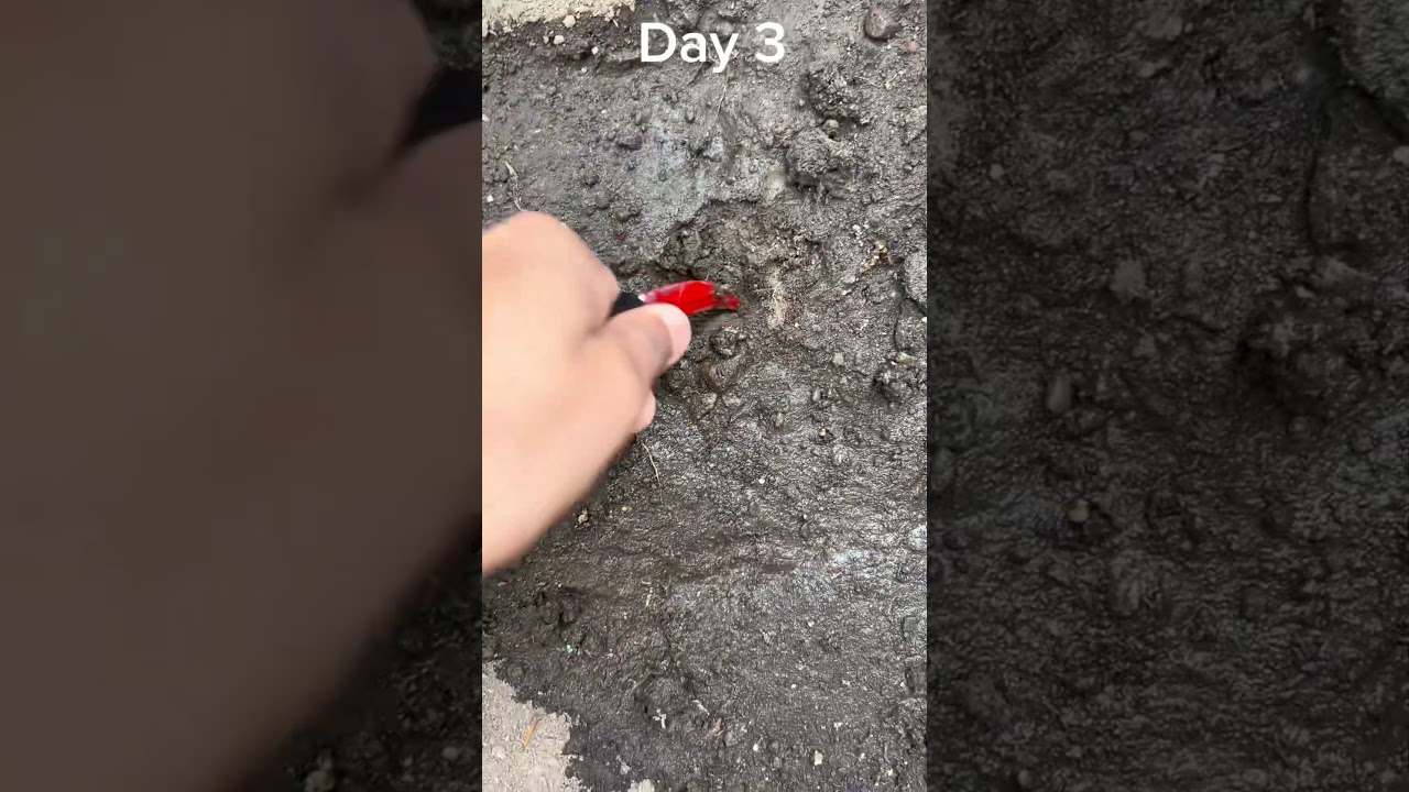 Does i got something today ? #challenge #viral #memes #diggingchallenge #youtubeshorts #digging #dig