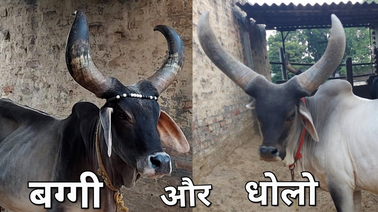 कांकरेज गोवंश सेवा स्थल के 3 रत्न बग्गी, धोलो और सुरभि ||
