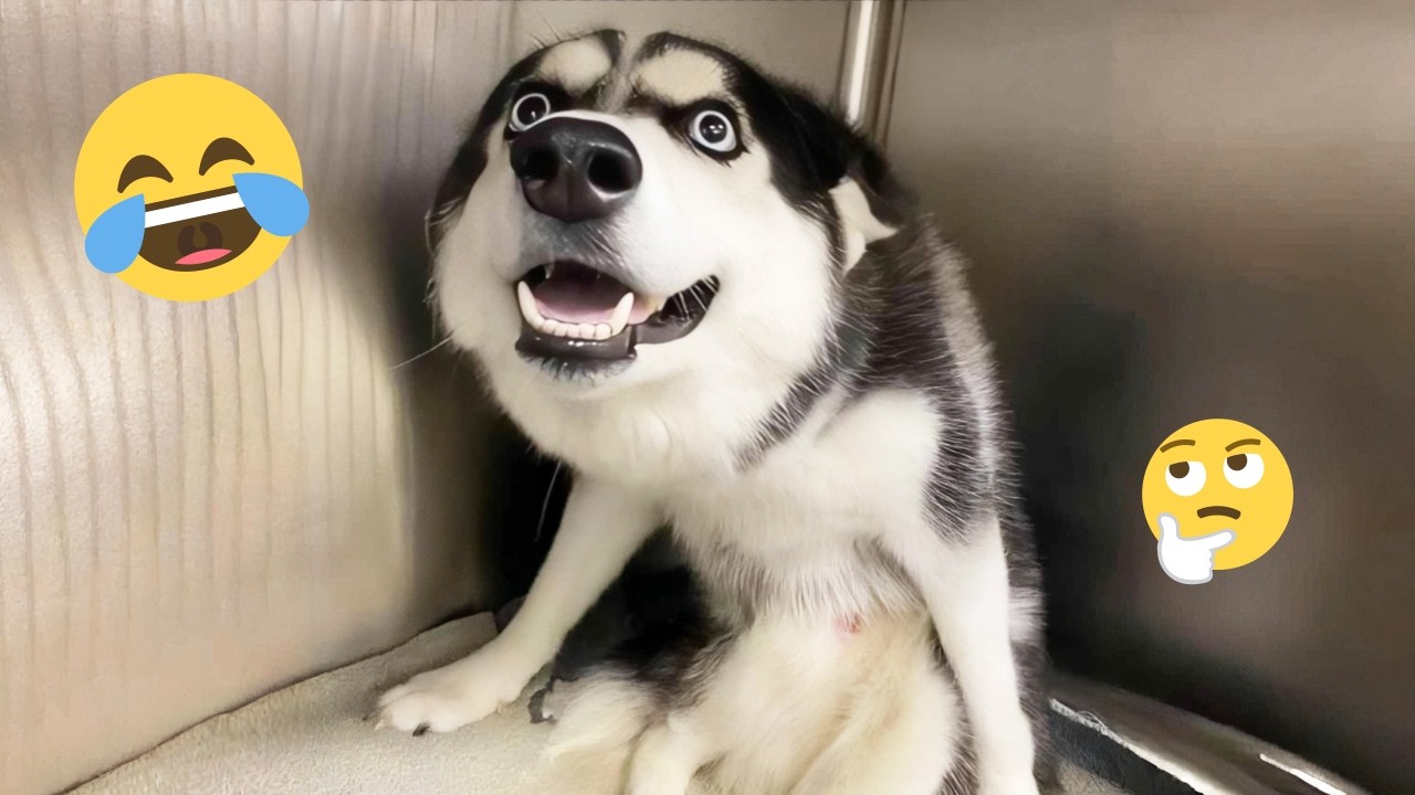 Funny Dogs Compilation – Best Dog Videos 2025 🐕🤣 #106