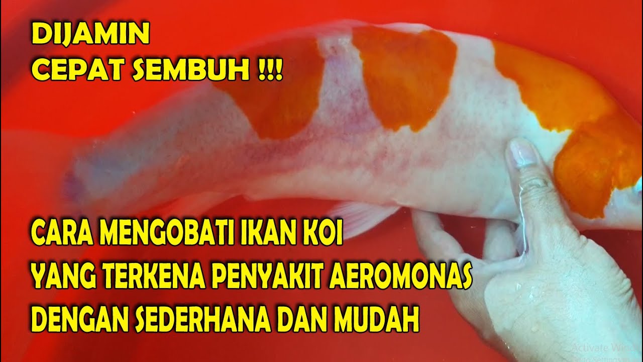 CARA MENYEMBUHKAN KOI DARI PENYAKIT AEROMONAS