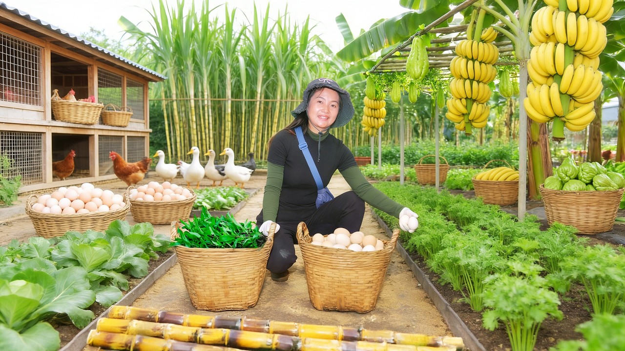 Harvest: Chicken Eggs, Wild Vegetables, Mugwort, Chayote, Banana, Sugarcane To Sell – Farm Life