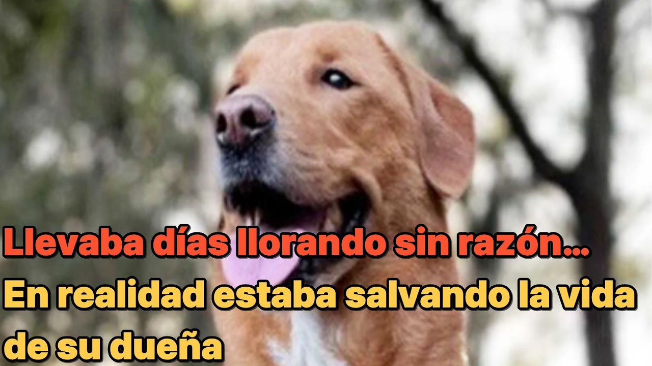 Llevaba días llorando sin razón…#PerroSalvóSuVida #MilagroCanino #HistoriaReal #CáncerDeMama