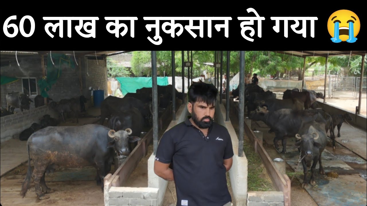 भैंस पालन कैसे शुरू करें ? 60 लाख डूबने 😭 के बाद हिम्मत नहीं हारी 💪 Buffalo Dairy Farm Business Plan