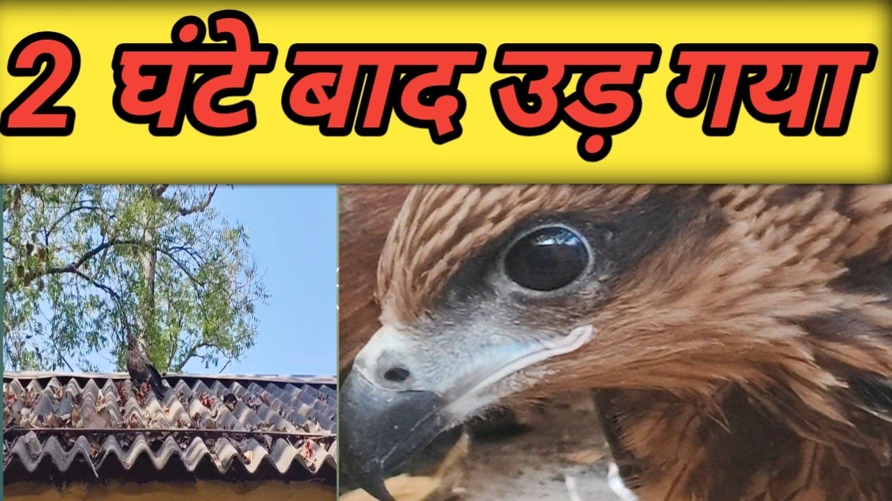 2 घंटे में ठीक हो गई ईगल 🦅 #cow #sewa #masti  #vidoe #rajusahu2612 