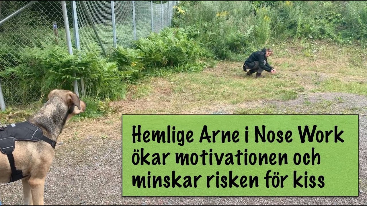 Nose Work-tips och inspiration från Borlängelägret