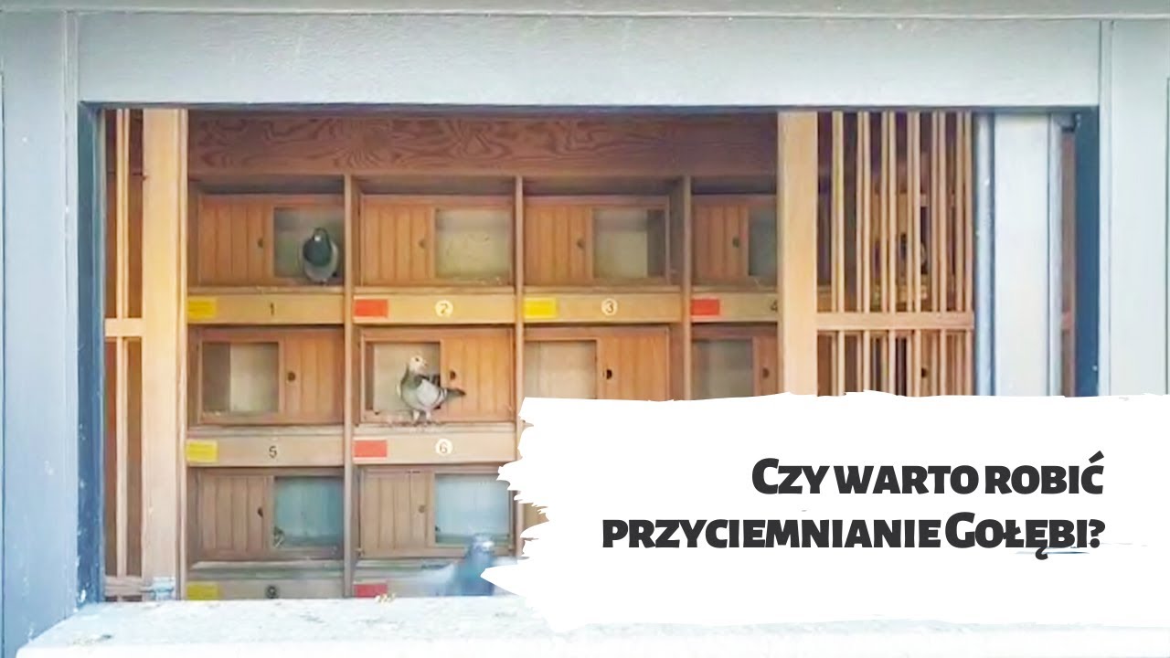 Czy warto robić przyciemnianie gołębi?