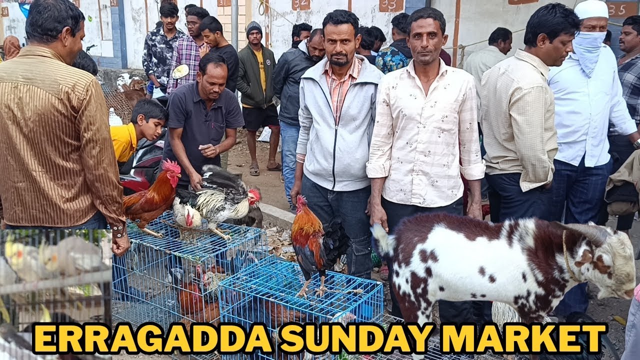 Truth of Erragadda Pet Market | Should You Buy Pets Here? || Hyderabad Telangana (21-12-2025)
