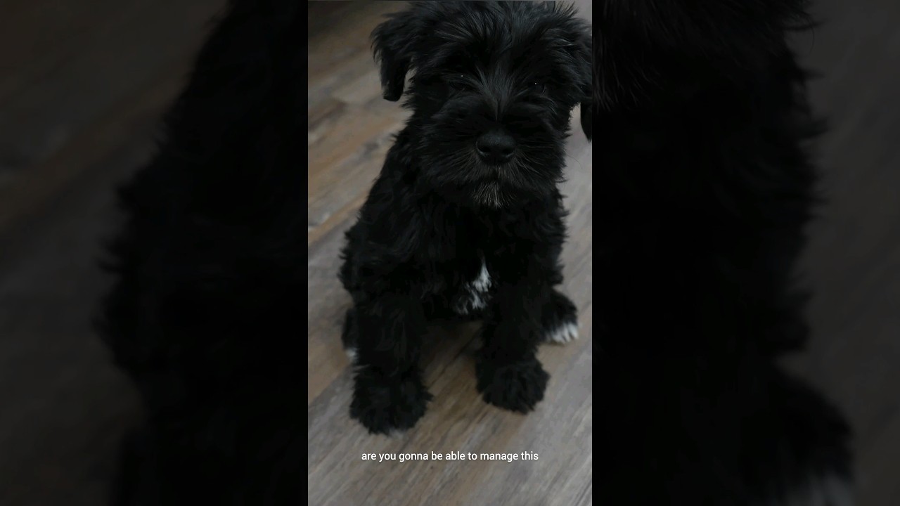 Schnauzer puppies are so CUTE