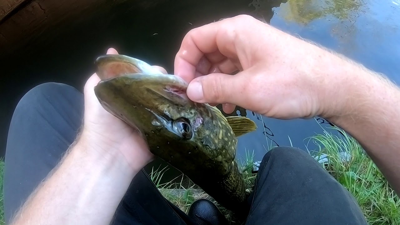 Fish Love BACON!