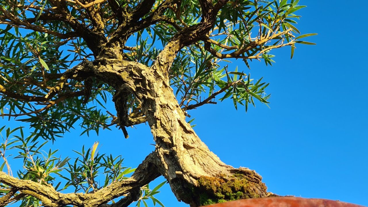 Bottle brush bonsai and an environmental D and M, Australian native bonsai,  Aussie Bonsai Bloke
