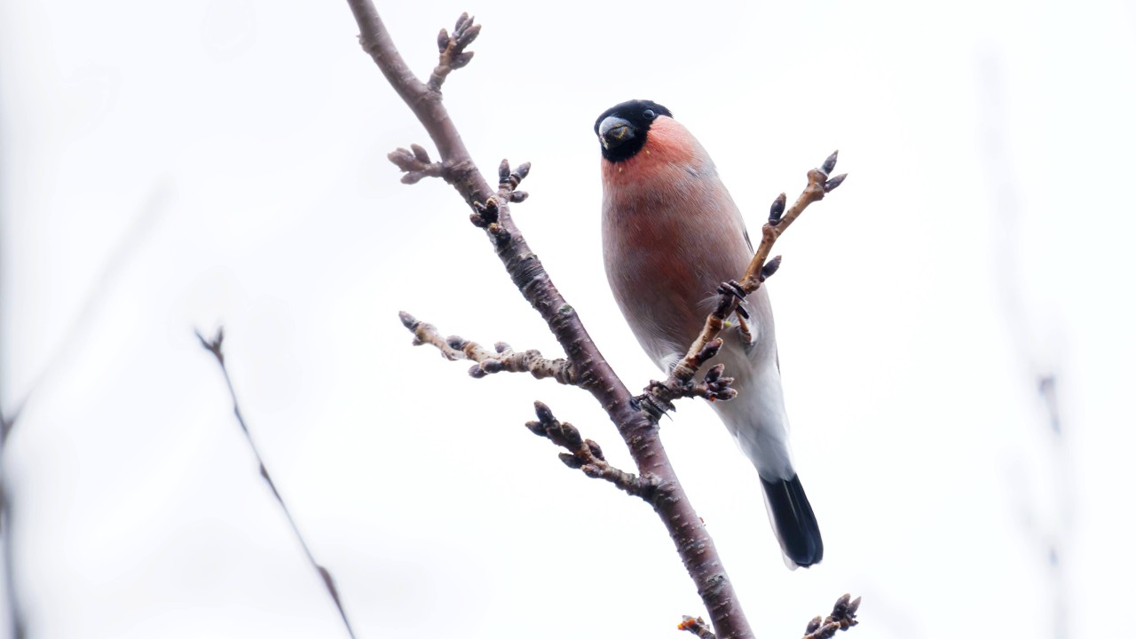 アカウソ　野鳥　４Kハイフレームレート　Eurasian Bullfinch　P. p. rosacea　wildbirds　260227