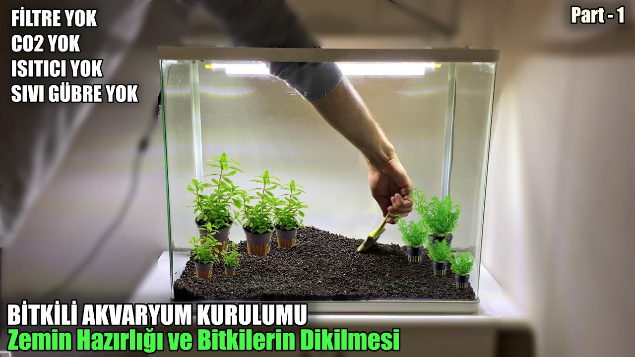 Yeni Seri | Bitkili Akvaryum Kurulumu - Zemin Hazırlığı, Bitkiler ve 10 Günlük Gelişim - Part-1