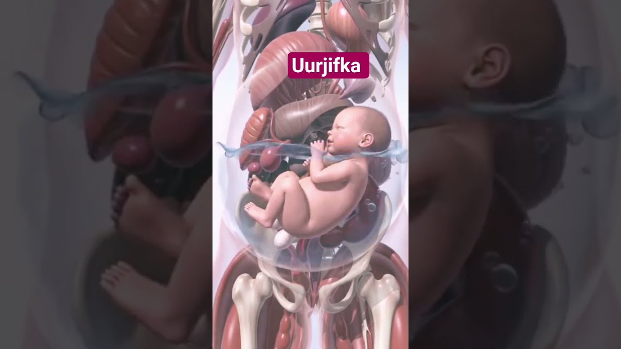 uurjifka sidu uciyaaro
