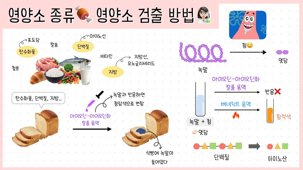 [중② 6단원] 2강. 영양소🍖┃영양소 검출 방법👩🏻&zwj;🔬