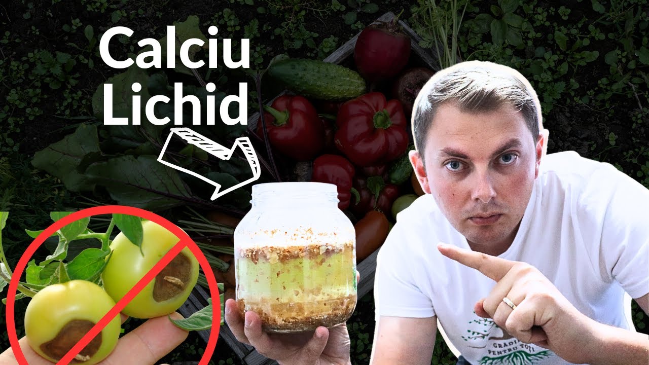 Попрощайтесь с гниющими помидорами из-за нехватки кальция! Давайте приготовим жидкий кальций дома!