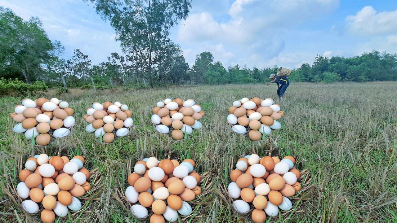 Wow wow! Pick lots of duck eggs near the water's edge, picking the best ones by hand