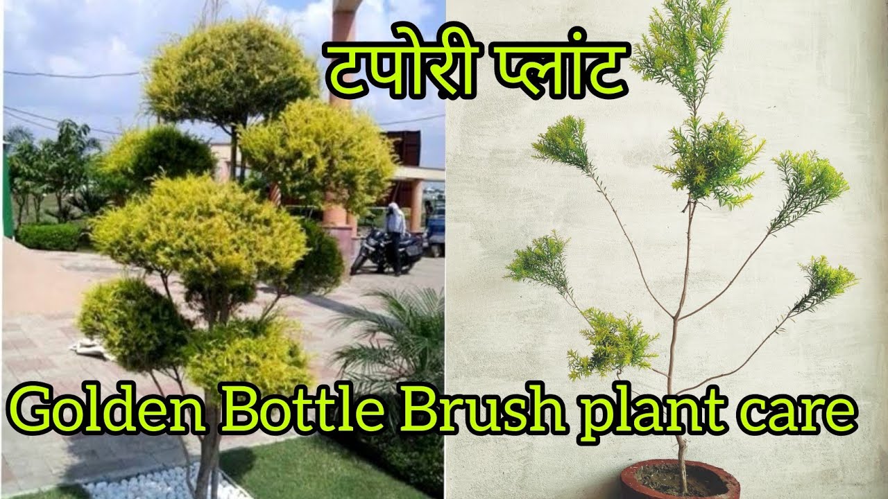 बेहद खूबसूरत शो प्लांट ।। tapori plant ।। Golden bottle Brush plant care