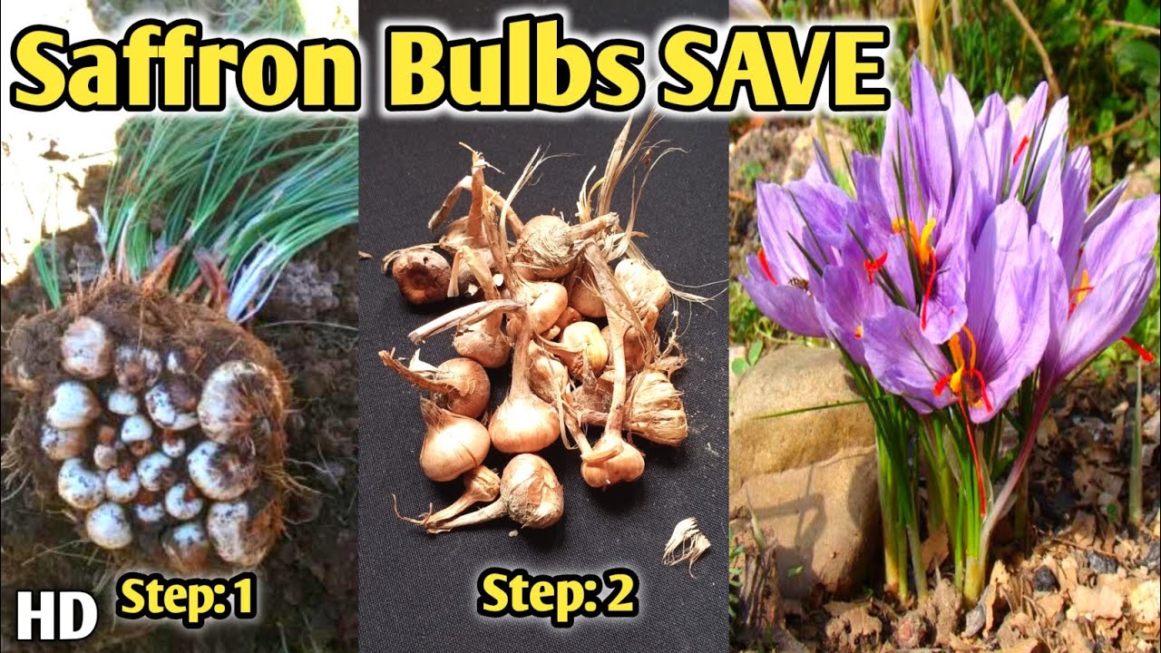 Saffron Bulbs - How to save Saffron Bulbs at home || How do you reuse saffron bulbs?