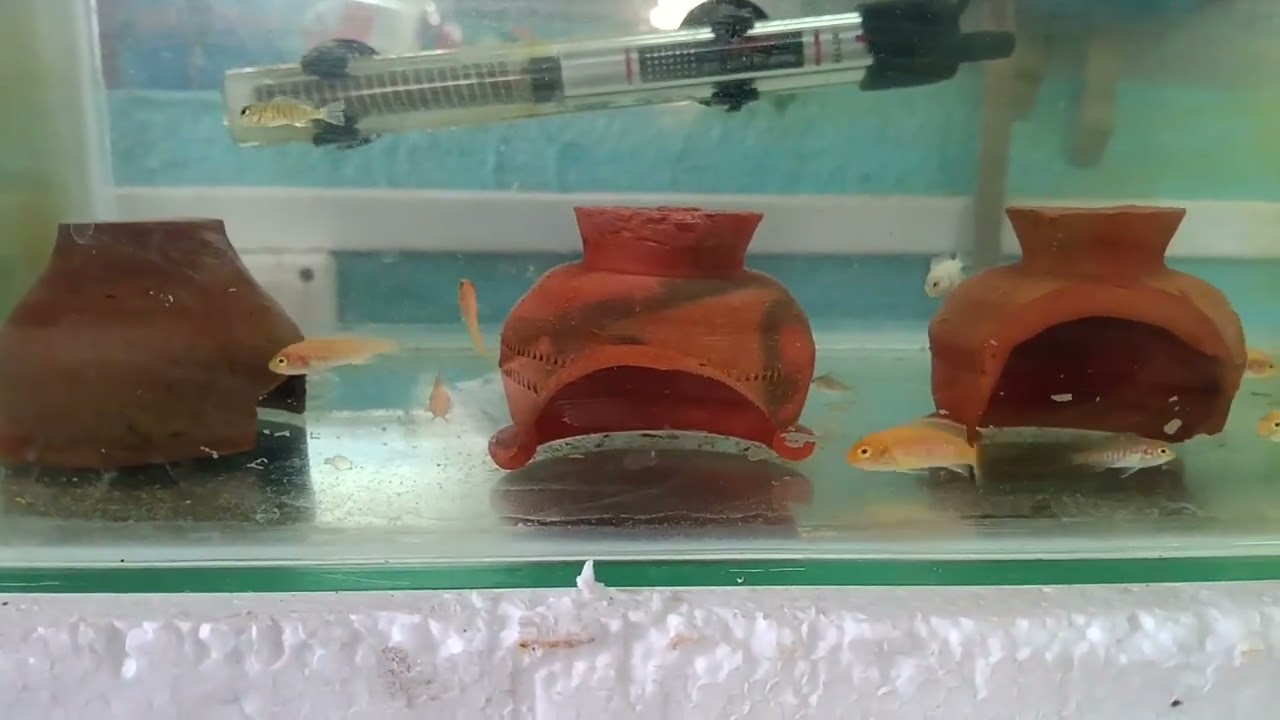  শীতকালে  Cichlid কি ভাবে বাঁচতে হয় , তার পদ্ধতি 