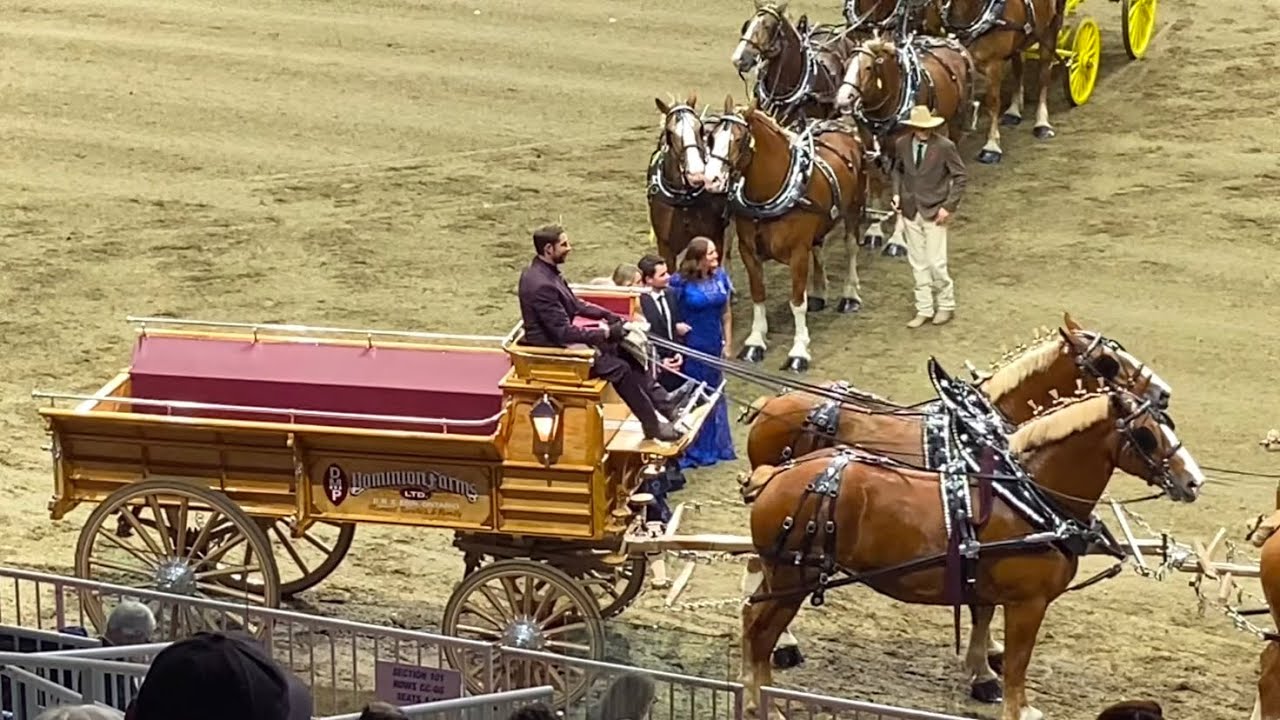 Belgian Six Horse Hitch Wagon The Royal Agricultural Winter Fair 2024 Horse Show