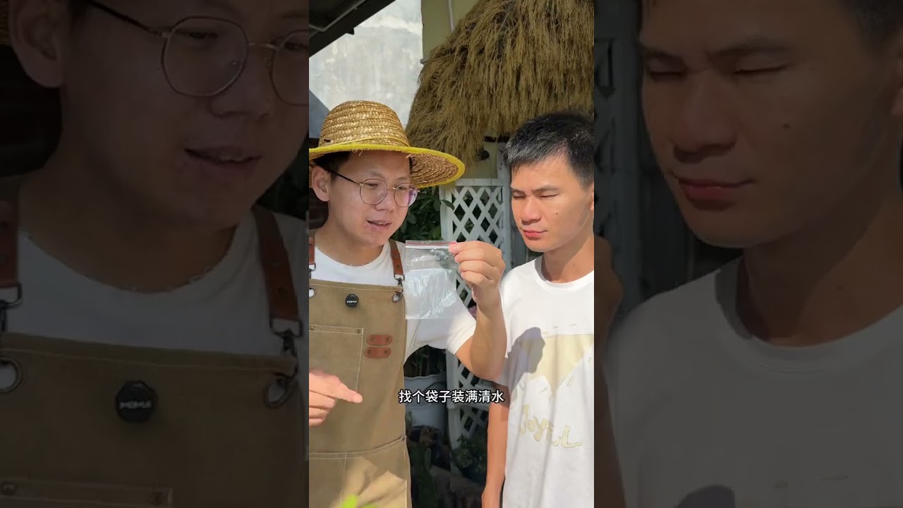 三角梅枝条劈一刀，这样扦插生根很容易
