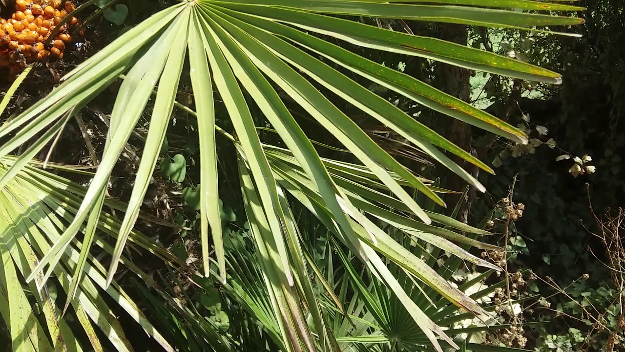 #Botánica Palmito #Plantas