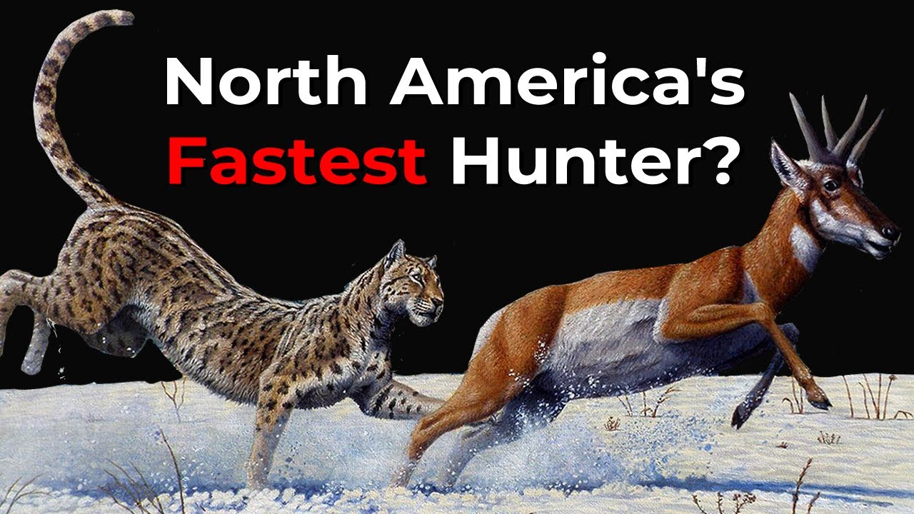 The American Cheetah - America's Fastest Predator?