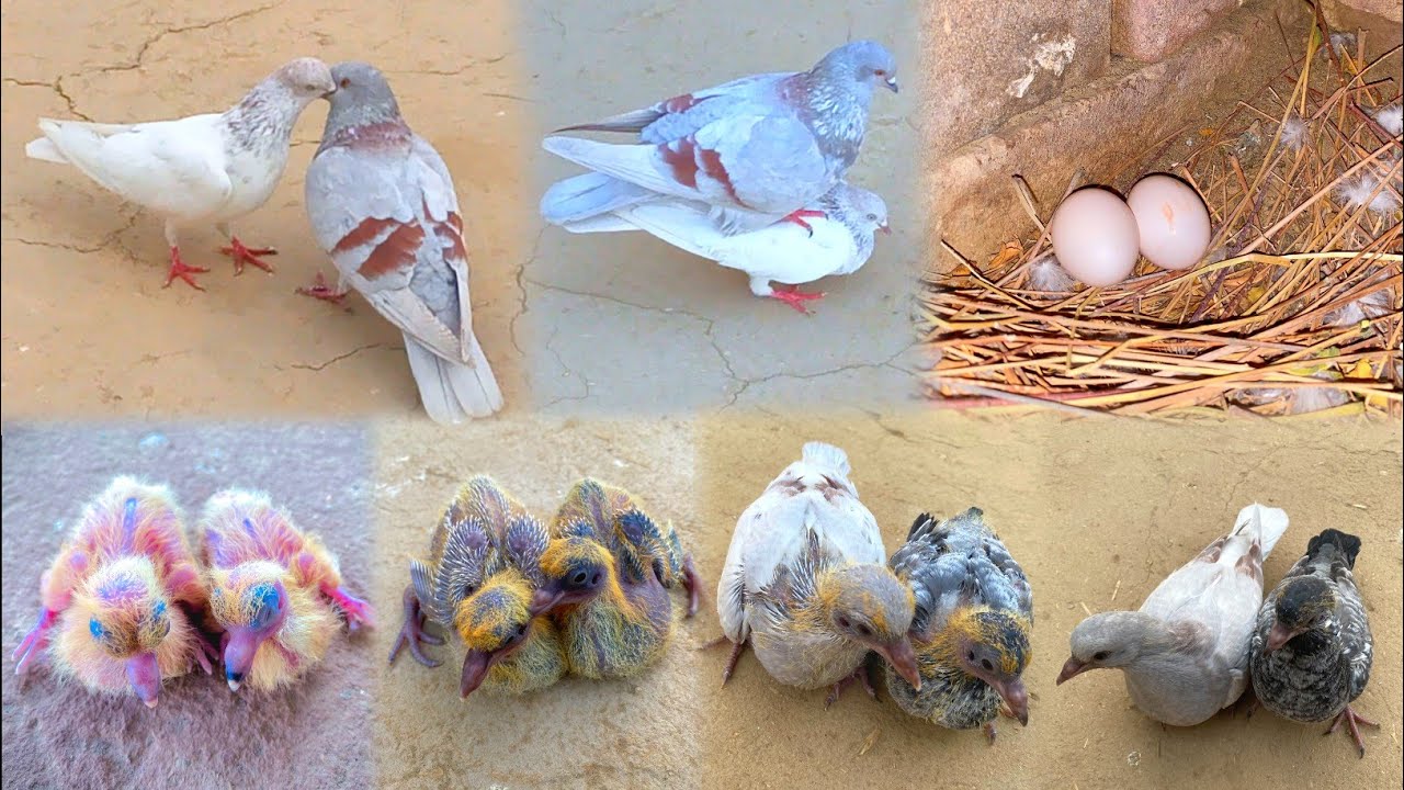 Two Pigeon Chicks Growth 1 To 40 Days | Eggs To Flying 🕊️🕊️ Chick's | Watch it 