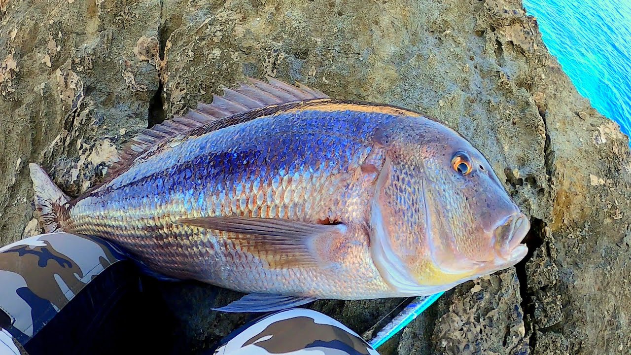 Issız Ada da SHORE JİGGİNG ile SİNARİT (Dentex) AVI ! Island Adventure and Snapper - Vlog 237