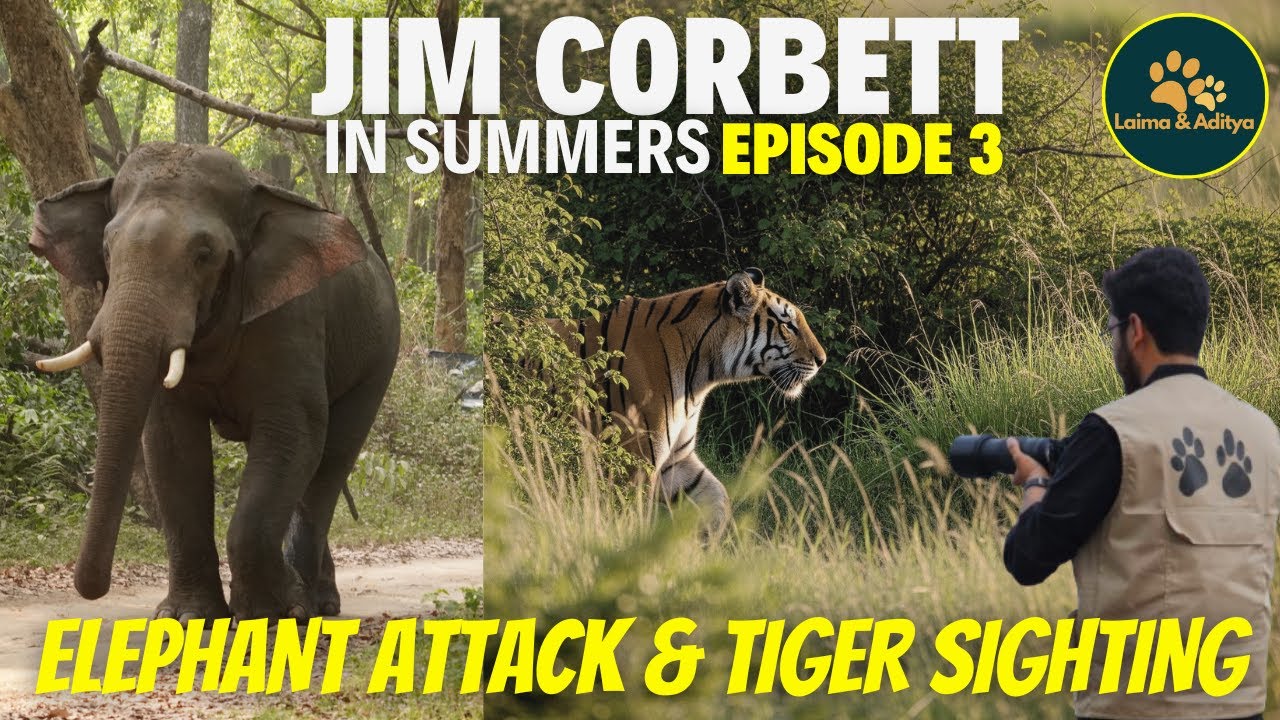 Elephant Attack & Tiger Sighting | Dhikala - The Heart of Corbett | Episode 3