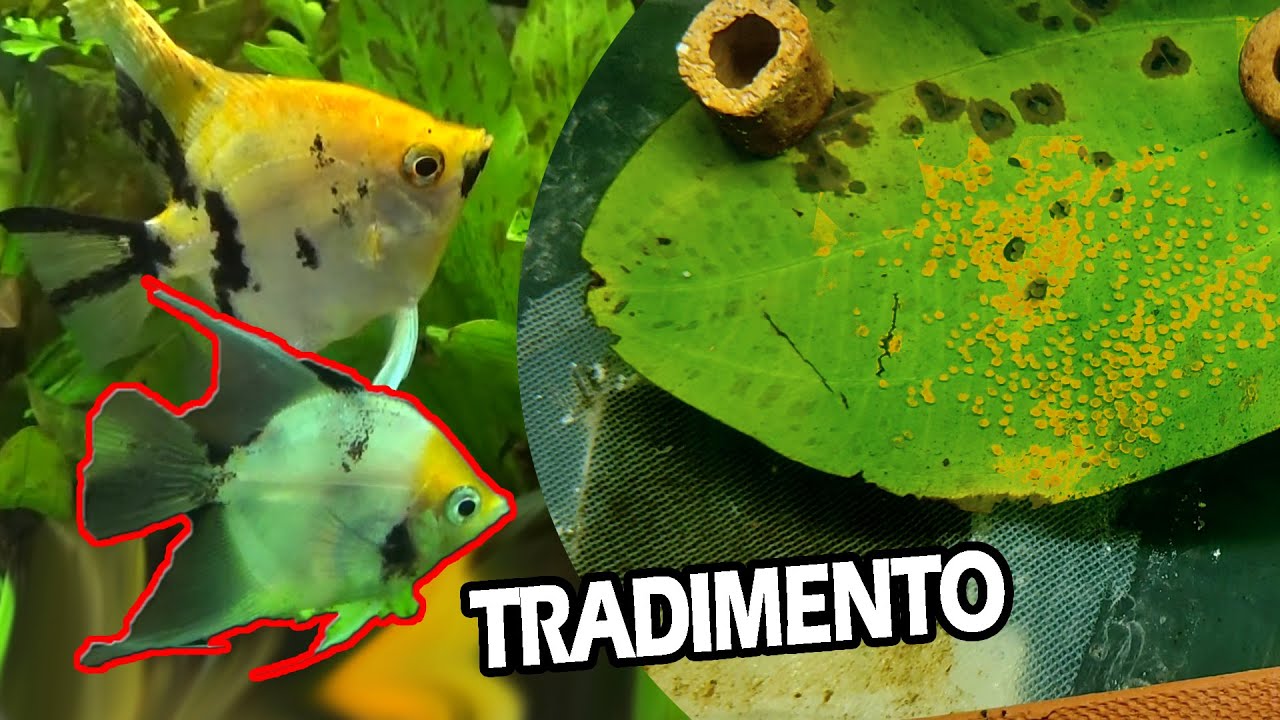 COPPIA di SCALARI in CRISI 🤘 Il Maschio TRADISCE la Femmina.