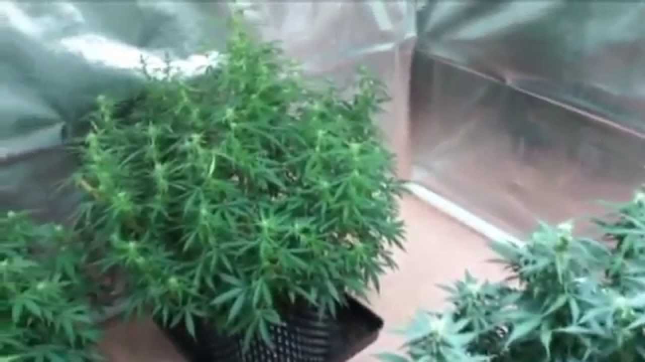 ▶ LED grow lights Dutch Passion's AutoMazar super Helios 6