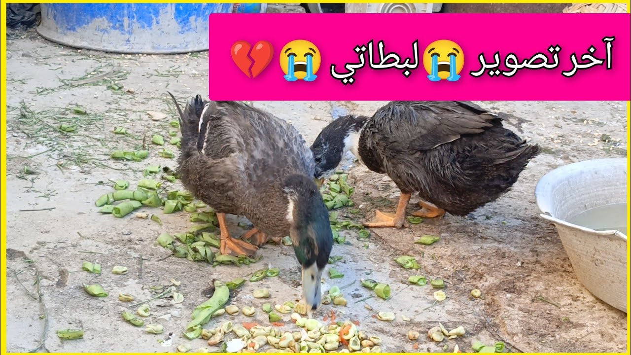طبخ فطور 👩‍🍳خلصت الأفكار 😁😣خبز 🍞