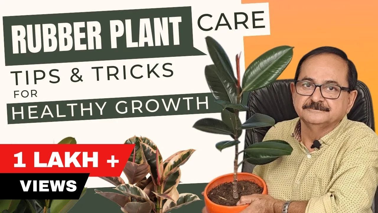 रबर प्लांट की देखभाल कैसे करें ? Rubber Plant Care Tips & Tricks for Healthy Growth