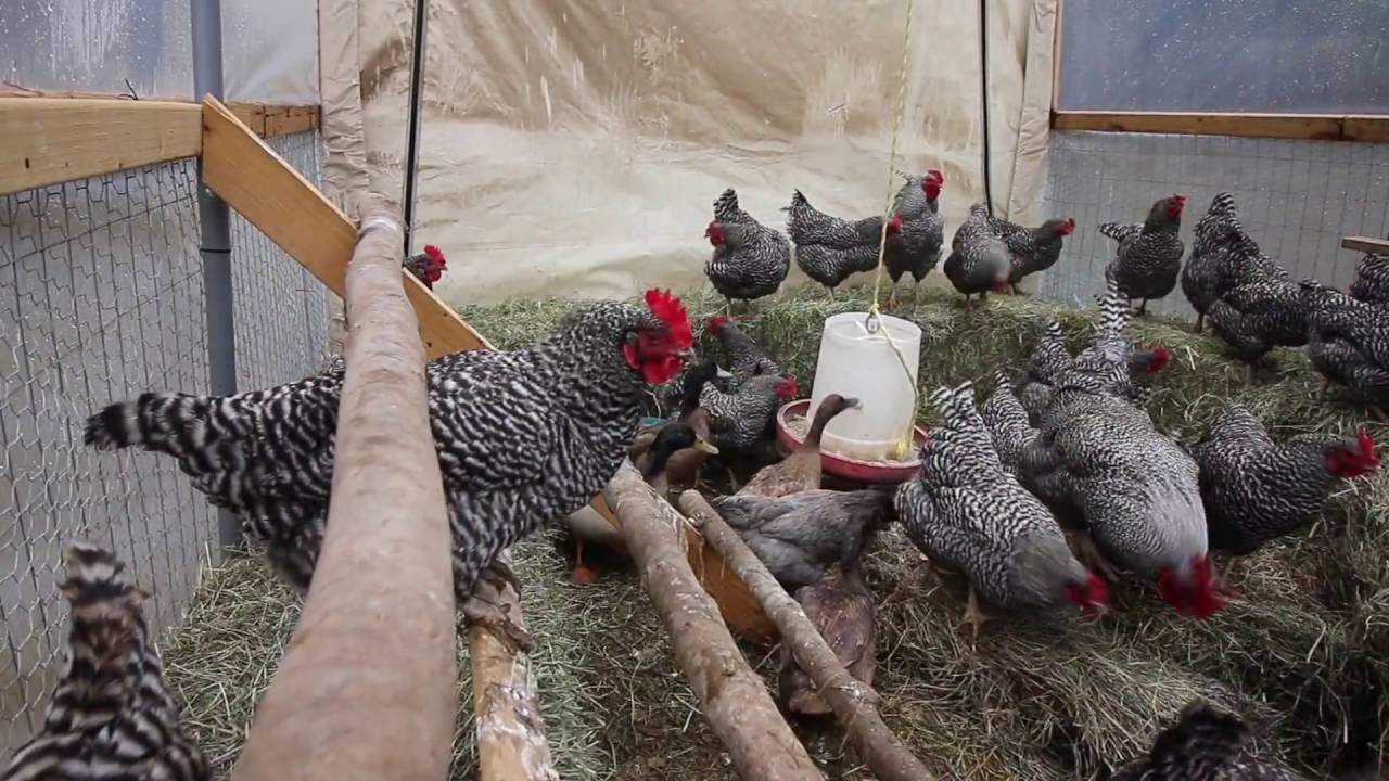 Building a straw bale Chicken Coop?!?