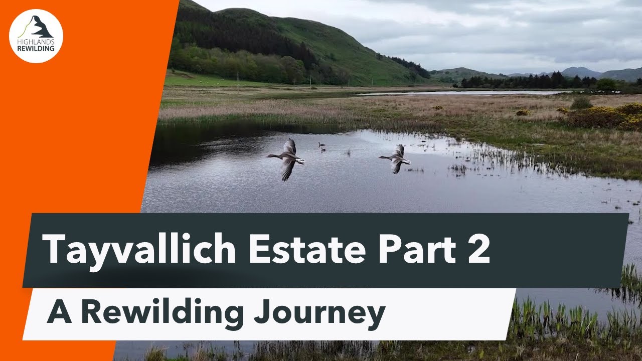 Tayvallich rewilding journey part 2