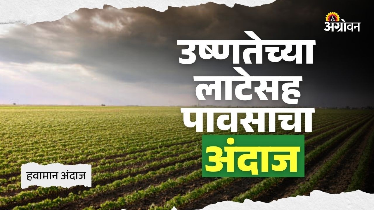 Maharashtra Heat Wave: राज्यातील बहुतांशी भागांमध्ये उष्णतेच्या लाटेचा इशारा | Agrowon
