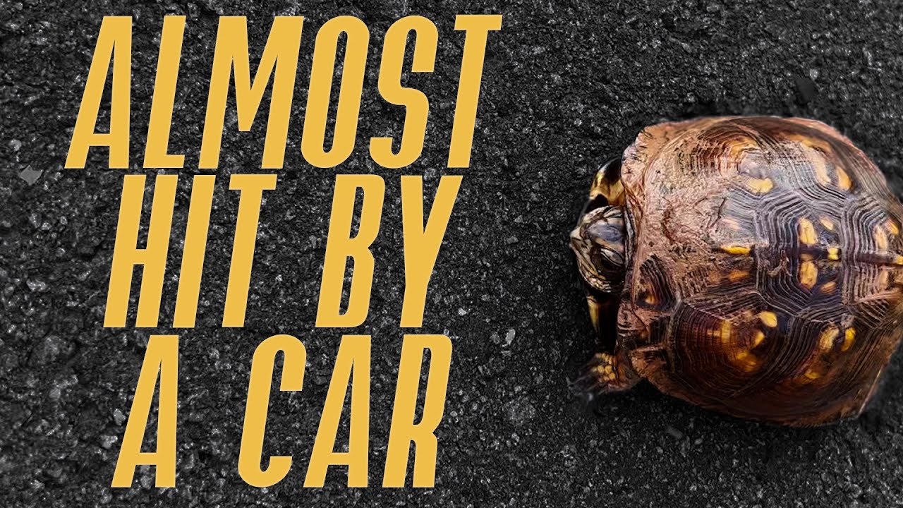 Saving A Turtle In The Middle Of The Road