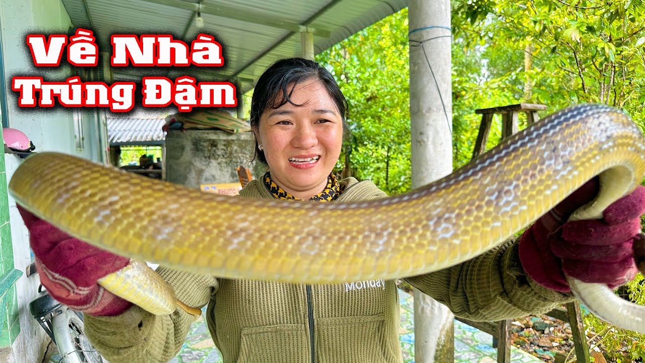 Bắt Rất Nhiều RẮN Ở Gần Nh&agrave; D&acirc;n Kể Cả RẮN Độc # CSBR # 396