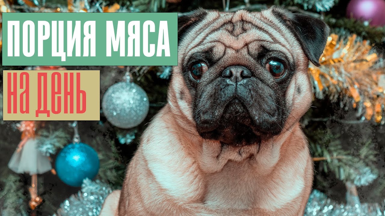 Порция мяса для мопса на день после 1+ и после года.