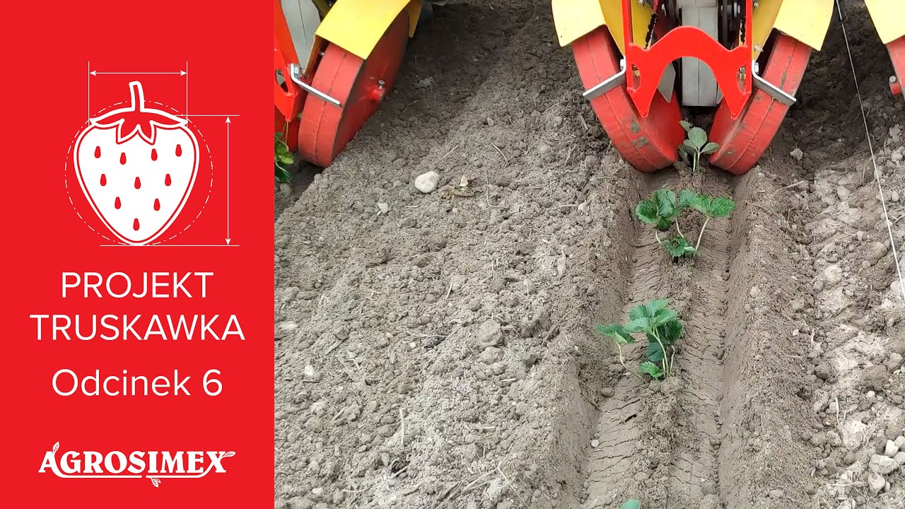 Zakładanie nowej plantacji – Projekt Truskawka odc. 6