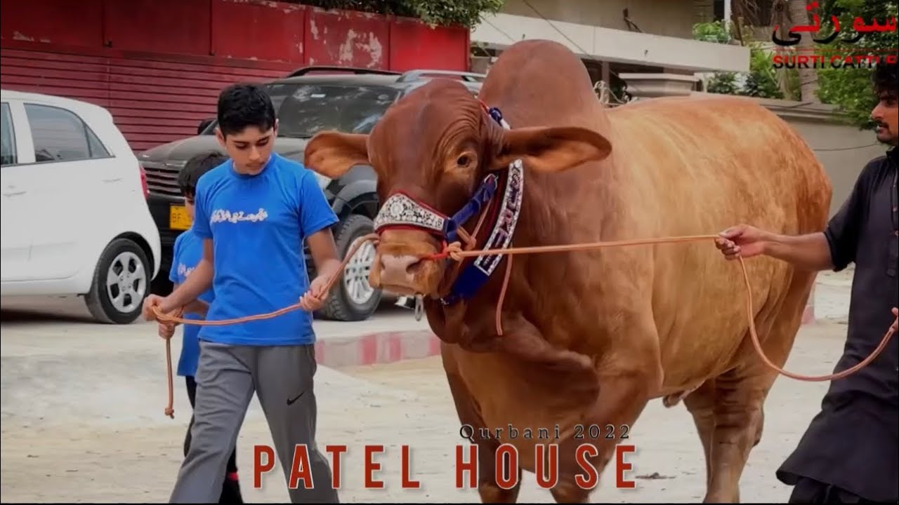 BIGGEST GOLDEN NUKRA OF TIME (SURTI CATTLE | PATEL HOUSE QURBANI)
