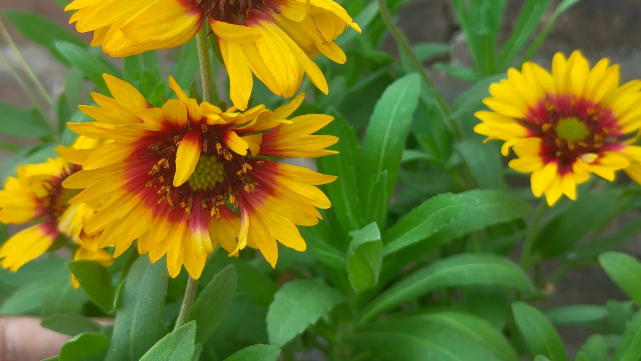 सामान्य ज्ञान samany Gyan SSC GD IAS RRB GK #SSC​​ #IAS​​ #GK​​ #virallive​​ #trendinglive​​ #viral