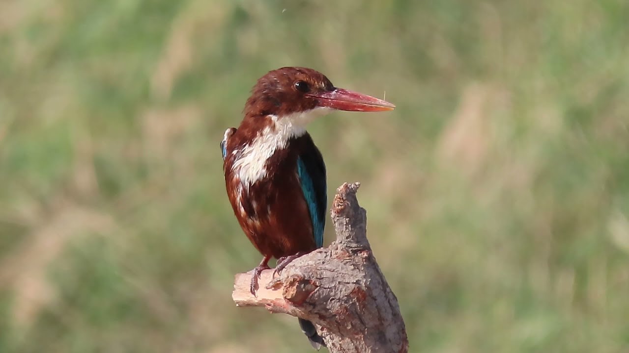 Birds of Saudi Arabia: White-throated Kingfisher